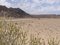 the desert with rocks and plants and dirt and blue skies over them on an african plain