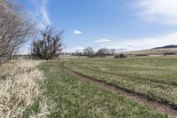 a long grass field and two dirt tracks in it with trees in the background and a blue sky with clouds