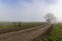 a dirt road in a field near a fence and a tree with leaves on it