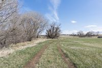 the trail in the field is very wide and narrow, while a blue sky can be seen in the distance