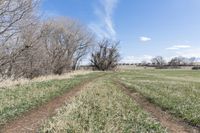 the trail in the field is very wide and narrow, while a blue sky can be seen in the distance