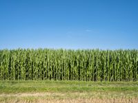 Europe Agriculture in Green Cornfield