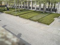 there is a large number of green plants on a sidewalk that looks like grass in the park