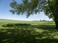 the shadow of a tree on grass, with a field in the background and a blue sky