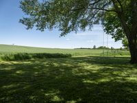 the shadow of a tree on grass, with a field in the background and a blue sky