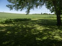 the shadow of a tree on grass, with a field in the background and a blue sky