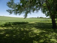 the shadow of a tree on grass, with a field in the background and a blue sky