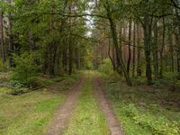 Exploring the Forests of Europe: A Straight Road in Berlin