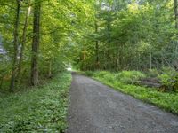 a dirt trail surrounded by lush green trees and bushes in the woods with a paved paved road