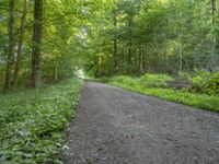 a dirt trail surrounded by lush green trees and bushes in the woods with a paved paved road