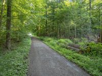 a dirt trail surrounded by lush green trees and bushes in the woods with a paved paved road