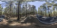 a street surrounded by trees in a forest with no cars on it and a curved road that is curved