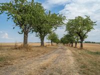 a dirt road is running between some trees in the grass in a field near the water