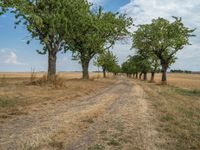 a dirt road is running between some trees in the grass in a field near the water