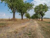 a dirt road is running between some trees in the grass in a field near the water