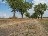 a dirt road is running between some trees in the grass in a field near the water