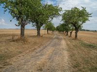 a dirt road is running between some trees in the grass in a field near the water