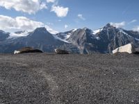 three mountain goats are resting on the ground by some boulders and snow capped mountains in the distance