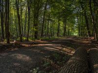 Exploring the Lush Forests of Europe: A Nature Landscape