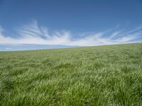 Europe's Lush Grass Surface: Under a Clear Sky