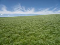 Europe's Lush Grass Surface: Under a Clear Sky