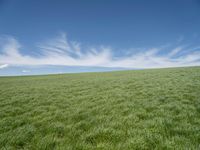 Europe's Lush Grass Surface: Under a Clear Sky