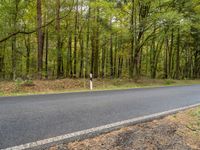 an empty road and some trees in the background along a forest lined road in autumn