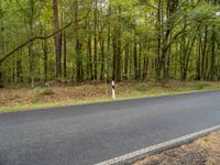 an empty road and some trees in the background along a forest lined road in autumn