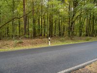 an empty road and some trees in the background along a forest lined road in autumn