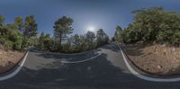 a curved road goes down and is shown from above with multiple images of trees and bushes on it