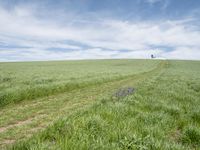 a large field with trees on the edge and a single field of grass next to a path in the middle of it