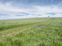 a large field with trees on the edge and a single field of grass next to a path in the middle of it