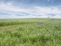 a large field with trees on the edge and a single field of grass next to a path in the middle of it