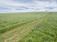 a large field with trees on the edge and a single field of grass next to a path in the middle of it