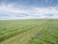 a large field with trees on the edge and a single field of grass next to a path in the middle of it