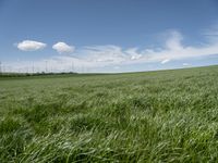 a field of grass that has some wind farms in the background with some clouds