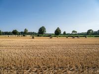 a field with round bales of hay in the distance in front of trees and trees