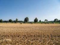 a field with round bales of hay in the distance in front of trees and trees