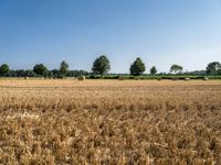 a field with round bales of hay in the distance in front of trees and trees