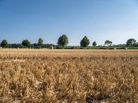 a field with round bales of hay in the distance in front of trees and trees