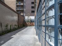 a paved path between two buildings leading in opposite directions with windows in it and a cat standing on one side of the street