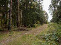 European Forest: Lush Green Vegetation