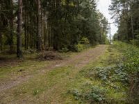 European Forest: Lush Green Vegetation