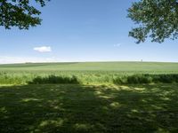 a grassy field with trees in the distance and grass growing on the ground beneath trees