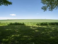 a grassy field with trees in the distance and grass growing on the ground beneath trees