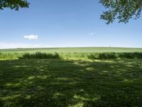 a grassy field with trees in the distance and grass growing on the ground beneath trees