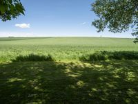 a grassy field with trees in the distance and grass growing on the ground beneath trees