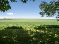 a grassy field with trees in the distance and grass growing on the ground beneath trees