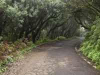 a tree lined road with trees and greenery along it in the wilderness of brazil