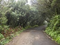 a tree lined road with trees and greenery along it in the wilderness of brazil